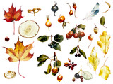 Fototapeta  - Autumn leaves and fruits. Fall cliparts. Watercolor hand drawn illustration