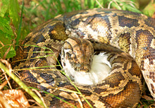 A Close-up Of A Python Caught Its Prey.  Python Eats Chicken. Animal Wildlife Background Concept