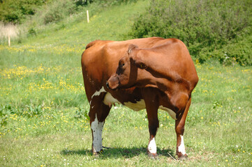 cow is standing on green grass