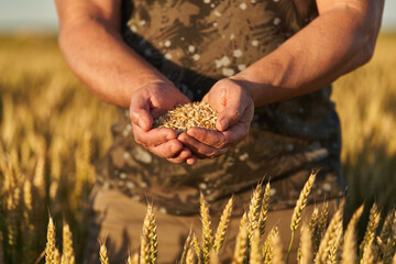 Wall Mural - Farmer's hand holding wheat