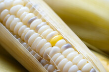 Waxy Corns Or Sweet Corn Cooked Background, Ripe Corn Cobs Steamed Or Boiled For Food Vegan Dinner Or Snack
