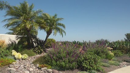 Wall Mural - Wide shot of a drought tolerant front yard landscaping with rock wash, Pygmy Date palm, and sunny blue sky