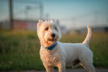 West Highland White Terrier On A Walk On A Summer Evening.
