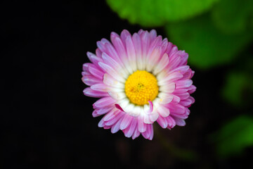 Fotomurales - Bellis flower, close up photo, top view