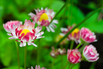 Fotomurales - Colorful flowers of Bellis in a summer garden