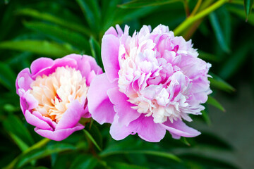 Fotomurales - Decorative pink peony flowes in a summer garden