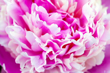 Fotomurales - Pink peony flower petals, macro photo