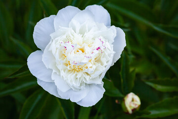 Fotomurales - White peony flower, top view, close up photo