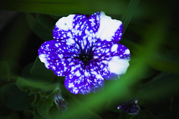 Fotomurales - Blue white spotted petunia flower, close-up photo