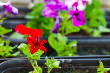 Fotomurales - Potted colorful Petunia flower, close-up photo