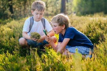 Two children boys with backpack looking examining moss through magnifying glass while exploring forest nature and environment on sunny day during outdoor ecology school less.