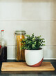 © Tijana - Houseplant, wooden cutting board, jar of spaghetti and bottle of red wine on a kitchen worktops