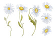 © EvgeniiasArt - Watercolor chamomile flowers hand drawn illustration