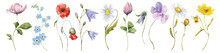 Wild Flowers Watercolor Set. Botanical Hand Drawn Illustration