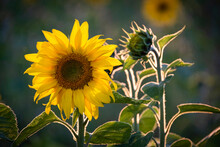 Sunflowers (Helianthus), Near Tarporley, Cheshire, England