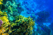 © olyasolodenko - Coral reef in the Red sea in Ras Mohammed national park. Sinai peninsula in Egypt