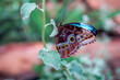 Morpho peleides podczas odpoczynku. Niebieskie morpho - dwubarwny motyl