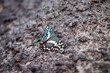 Egzotyczny motyl siedzący na ziemi. Unikatowy osobnik motyla z Azji