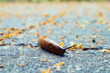 Nacktschnecke - Slug - Snail High quality photo