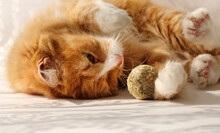 Ginger Cat Playing Catnip, Favorite Treat Of Felines, Close-up And Sunlight
