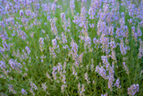 Fototapeta Lawenda - blooming lavender growing in a flower bed in summer