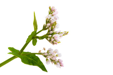 Poster - buckwheat flowers isolated