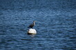 Cormorant on buoy