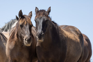  Wild Horses in Springtime in the Utah Desert