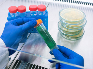 Wall Mural - The hands of a scientist hold a test tube with a green liquid obliquely in a sterile box, a rack with test tubes and petri dishes lie nearby