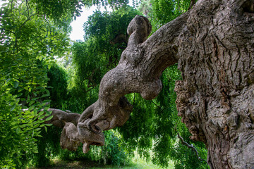 Wall Mural - tronc d'arbre noueux