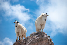 Mountain Goats On Top Of The World