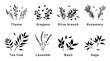 Herbs minimalistic botanical elements for design of cosmetics or spices