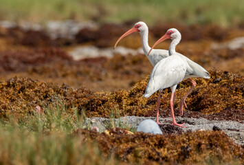 Two white ibis standing on a rocky beach surrounded by. sargassum seaweed on a bright sunny day in sian Kaan national park near Tulum 