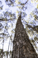 Wall Mural - Tree trunk and sky