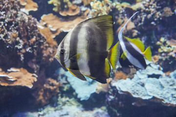 Wall Mural - Beautiful batfish swimming on the reef.