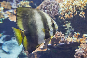 Wall Mural - Beautiful batfish swimming on the reef.