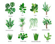 © Елена Истомина - House plants or flowers with names isolated on white background. Home garden or greenhouse botanical design. Flat or cartoon icons vector illustration.