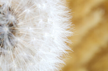 dandelion seeds. close-up. soft focus