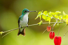 Andean Emerald - Uranomitra Franciae Hummingbird, Green And White Bird Found At Forest Edge, Woodland, Gardens And Scrub In The Andes Of Colombia, Ecuador And Peru, Red Flower