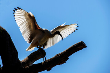 Australian white ibis (Threskiornis molucca)