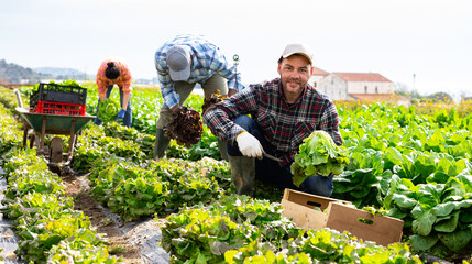 Wall Mural - Smiling bearded farmer picking crops of green butterhead lettuce on field on sunny spring day happy with rich harvest..