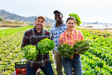 Multiethnic Group Of Happy Seasonal Agricultural Workers Posing With Freshly Picked Lettuce On Vegetables Field On Sunny Spring Day..