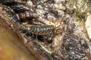 Wall Mural - Everglades small creature up close
