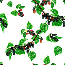 Watercolor Pattern Red Black Sweet Mulberry On A Tree Branch, White Background, Seamless For Your Design, Illustration Hand Drawn