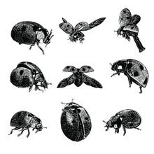 Ladybugs Hand Drawing Vector Illustration Isolated On Background