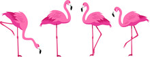 Flamingo With Four Poses Vector Flat Illustration