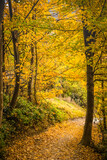 Fototapeta Nowy Jork - golden autumn landscape, yellow leaves in a forest or park, beautiful fall background, outdoor shot