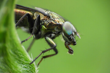 fly on leaf