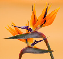 Two Birds Of Paradise Flowers On Orange Background