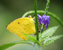 Yellow Butterfly On A Purple Flower